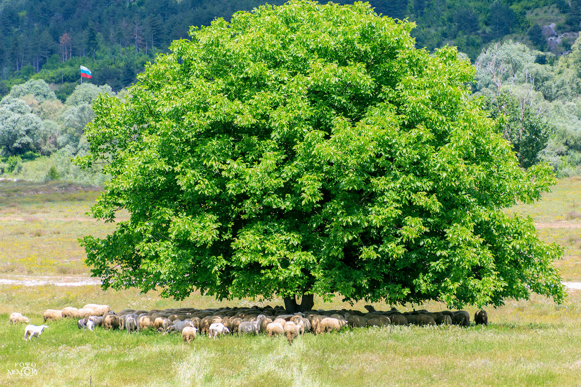 Reyhan Mustafa Foto Memory