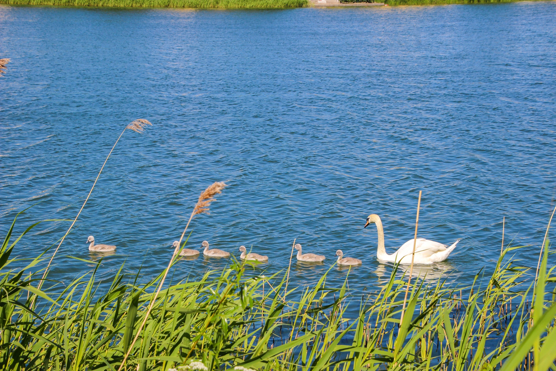 Reyhan Mustafa Foto Memory