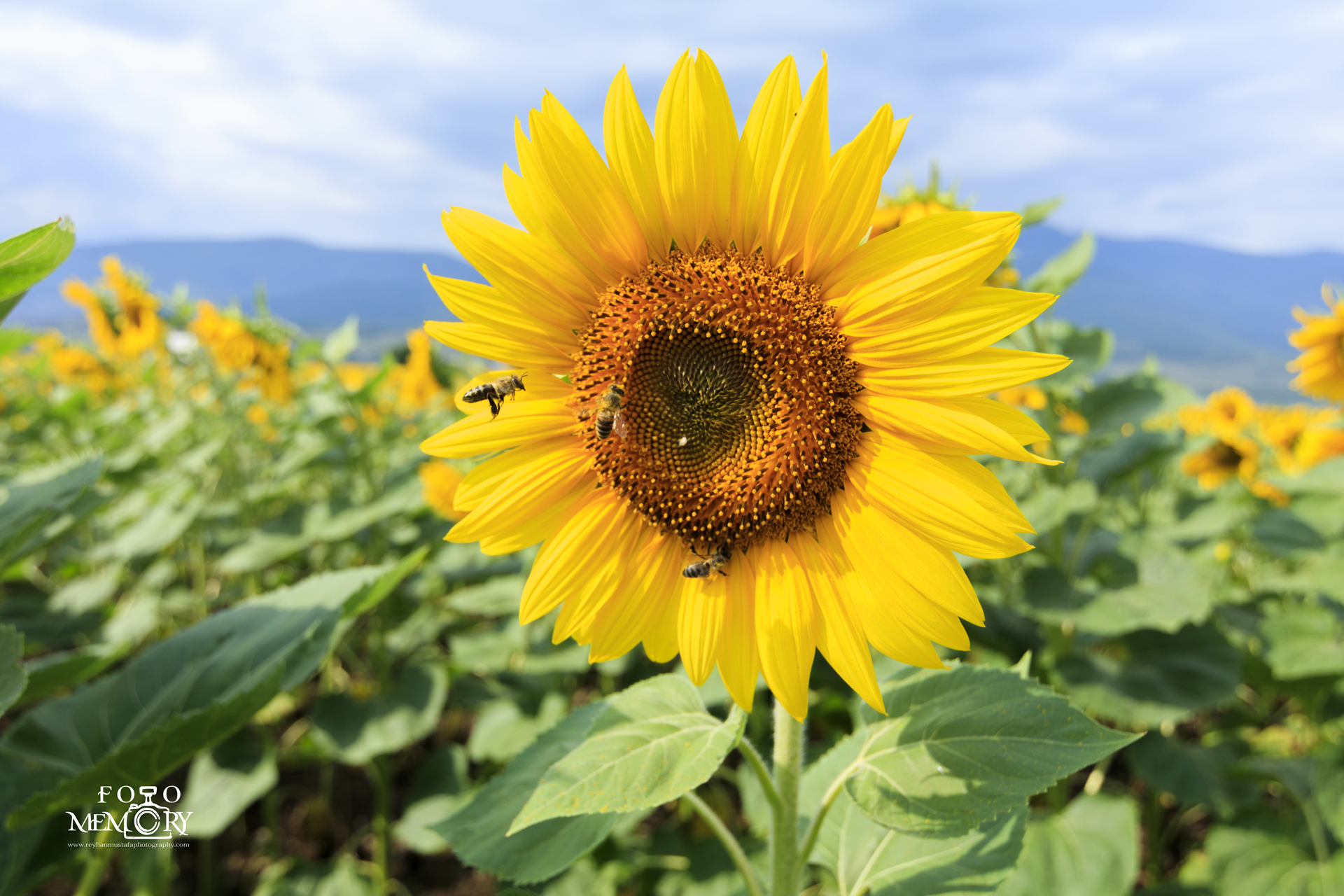 Reyhan Mustafa Foto Memory